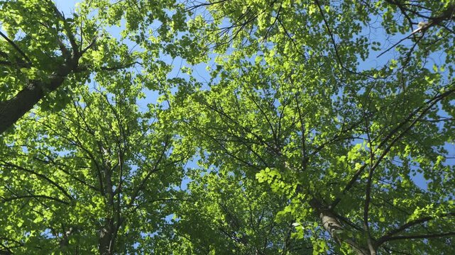 Looking up through lush green maple leaves against clear blue sky. Bright sunlight filters through dense foliage canopy. Trees stand tall with fresh spring leaves