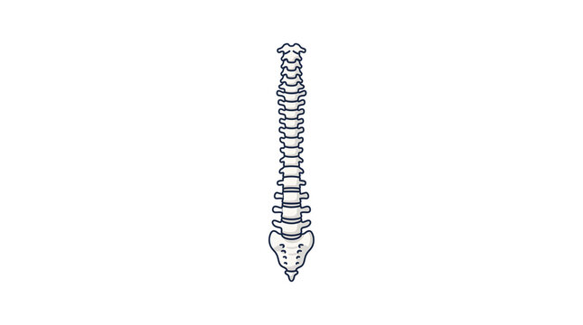 Human Spine Skeleton Icon