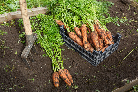 Carrots are dug out of the ground during harvest.