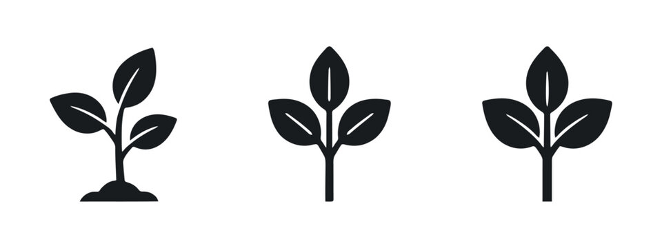 Three leaf silhouettes depict plant growth and botanical forms