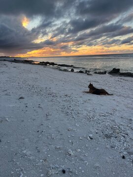 sunset on the beach Dog relaxing on white sand beach watching sunset in Bora Bora
