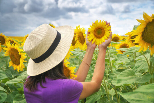 Woman in a straw hat holding a bright yellow sunflower blossom gently in her hands in a field. Organic farming care