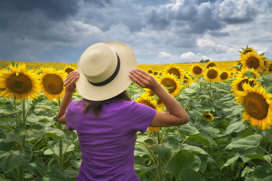Woman in a straw hat from behind looking at a vast sunflower field under a dramatic cloudy sky. Beautiful summer agro tourism
