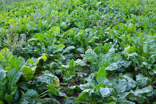 Lush green leaves of fodder or sugar beet densely cover a farm field on a sunny day. This textured agricultural shot is suitable for themes of vegetable cultivation, farming, harvest, and organic prod