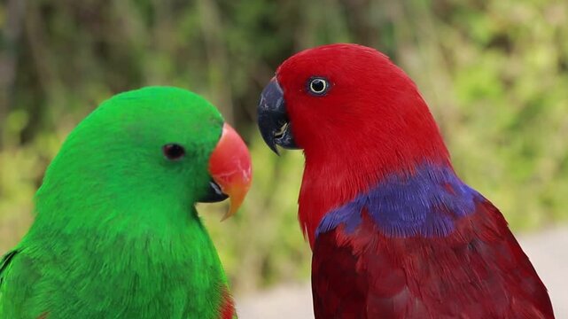 Vibrant male and female eclectus parrots side by side in a lush natural environment
