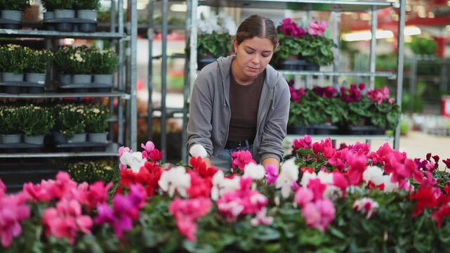 Girl examines goods and chooses cyclamen potted flower in flowering shop. Wholesale supplies from direct manufacture, wholesale and retail sales 