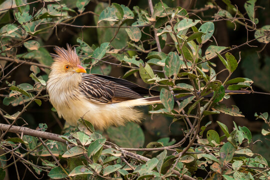 Guira Cuckoo - Guira guira, beautiful colored cuckoo native to open and semi-open habitats of South America, Pantanal, Brazil.