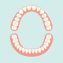 Dental arch anatomy illustration showing upper and lower human teeth with gums and molar incisor canine and premolar structure for dental care education and health infographic chart. © AbdulRehman