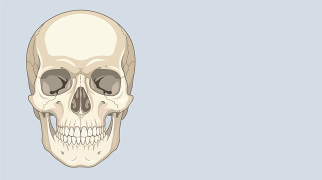 Human skull front view anatomical illustration with detailed facial bones and teeth on a blue gray background for medical education, healthcare, dentistry and scientific study.
