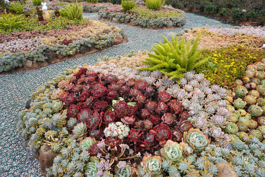 Vibrant succulent garden .The perfect low-maintenance garden inspiration