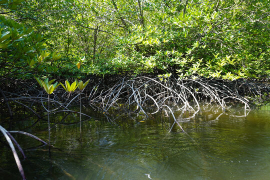 The fertile mangrove forest on the coast of Ban Tha Din Daeng, Thai Mueang District, Phang Nga Province Thailand