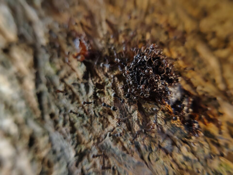 A close-up of a group of ants swarming around tree resin.