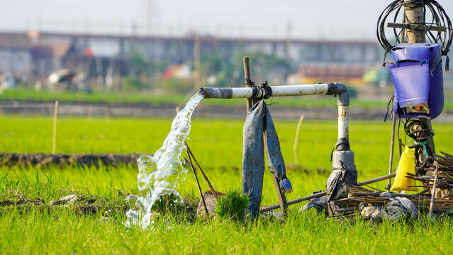 Water flowing from a PVC pipe for rice field irrigation. Electric water pump supplying clean groundwater to lush green paddy crops in rural agricultural farmland during sunny day for rich harvest.