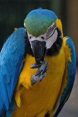 Fototapeta premium A vibrant blue-and-yellow macaw, Ara ararauna, uses its powerful beak to groom its sharp claws, captured in a detailed close-up shot against a soft background.