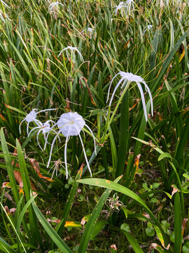 Peruvian Daffodil (Hymenocallis latifolia) Known also as Spider Lily, Ismene, or Basket Lily. Beautiful white flowers plants for tropical gardens 