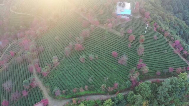 Aerial view of cherry blossoms and tea plantations in Wuliang Mountain, Dali, Yunnan, China