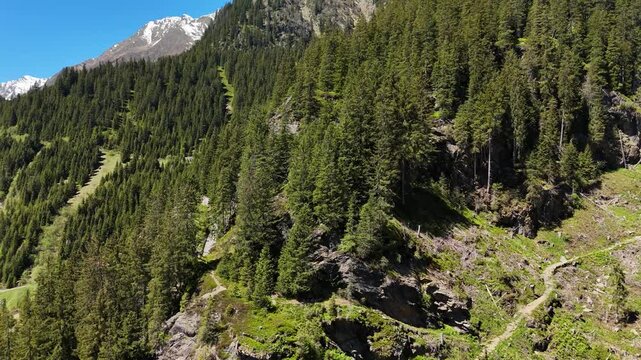 Wide view showing an unbroken wall of dark green coniferous trees climbing up a steep alpine ridge. Ideal for forest conservation media, nature documentaries, and background plates.
