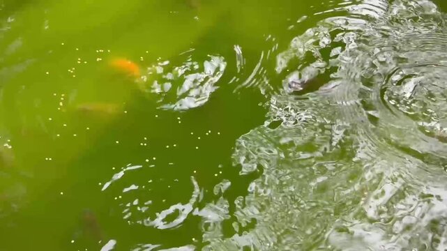 Green pond water surface with floating fish food pellets video footage