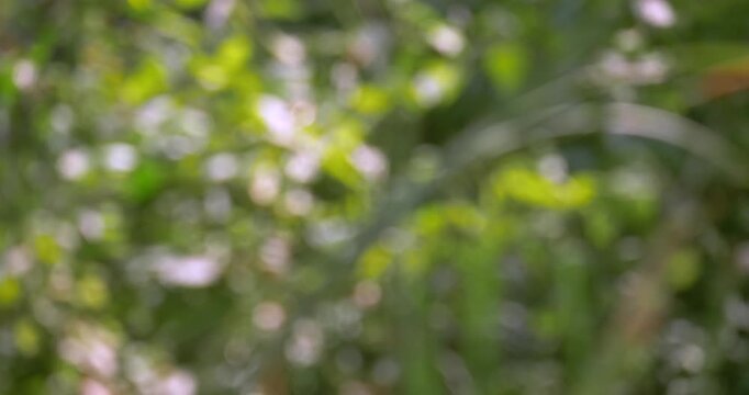 Gentle blur captures essence of nature featuring lush greenery and subtle floral details.