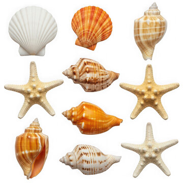Collection of various sea shells and starfish on display