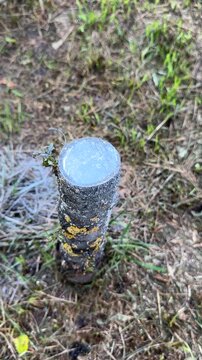 A man applying garden wound sealant (grafting wax) to the cut surface of a fruit tree trunk. He is preparing the tree for grafting, carefully coating the exposed wood to protect 