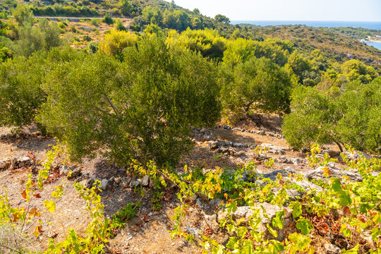 Ancient olive grove with dry stone walls, mature olive trees and Mediterranean vegetation under a clear blue sky. Traditional farming landscape reflecting sustainable agriculture and natural heritage.