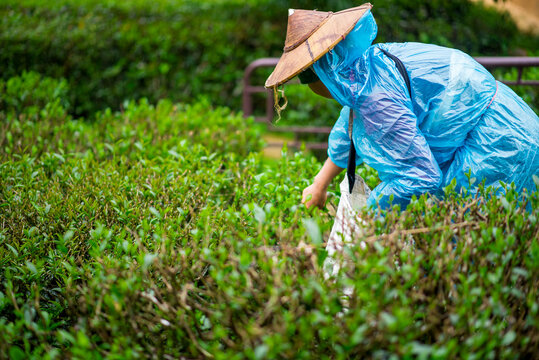 Tea pickers are harvesting tea leaves in the morning.