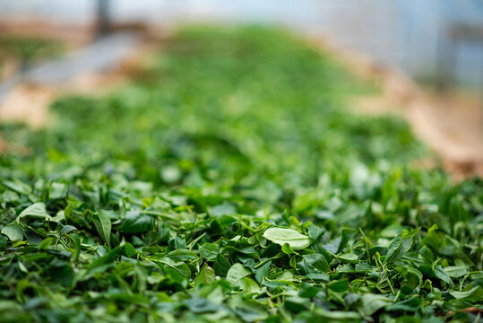 Tea pickers are harvesting tea leaves in the morning.