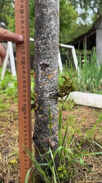 A man preparing a fruit tree for grafting. He measures the cutting height with a ruler, carefully aligning the tool against the trunk. He then saws the branch with a pruning saw, making a precise cut.