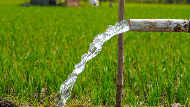 A powerful stream of clear water flows from a large industrial pump hose directly into a lush green rice paddy field, demonstrating traditional agricultural irrigation methods in a rural farm setting.