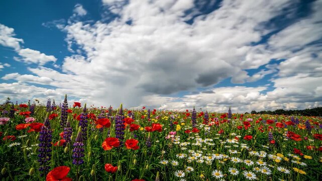 Vibrant Wildflower Meadow Under a Dramatic Summer Sky Featuring Colorful Poppies and Lupines in Full Bloom Across a Rolling Landscape