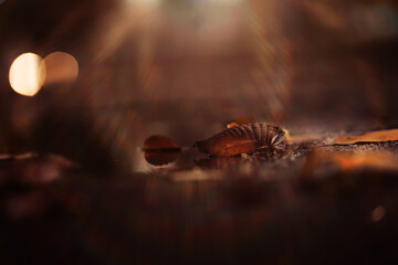Naklejka premium Lively closeup of falling autumn leaves with vibrant backlight from the setting sun