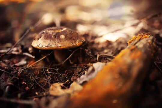 Mushroom caps amid a pile of brown leaves on the forest floor on a fall day in Germany.