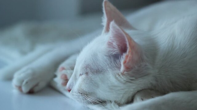 White cat dream relax, cute animal video