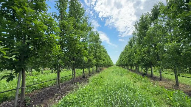 Farm orchard. Apple trees grow in rows. Drip irrigation runs along the bottom. Herbicide-burned grass is visible along the tree rows.