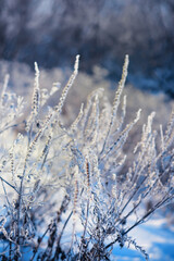 Fototapeta premium Winter landscape. Trees and plants covered with snow. The beauty of snow covered paths. Snowfall and cooling in tourist areas.