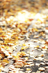 Fototapeta premium city park without people on an autumn day, bright rays of the sun shine through the crowns of maple trees