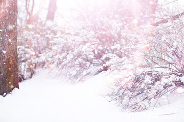 Fototapeta premium Tall trees under snow cover. January frosty day in winter park.