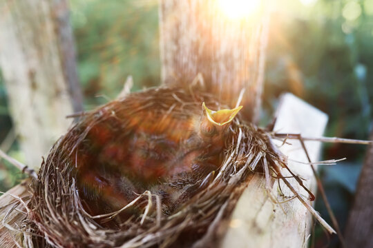 Bird nest with chicks in the wild. Starling eggs and chicks.