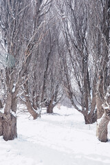 Fototapeta premium Winter forest landscape. Tall trees under snow cover. January frosty day in the park.