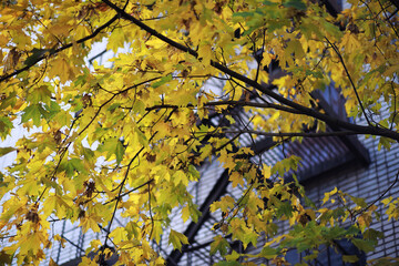 Fototapeta premium Beautiful autumn park. Russian North. Autumn trees and leaves. Autumn Landscape.Park in Autumn. Forest in Autumn.