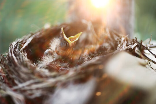 Bird nest with chicks in the wild. Starling eggs and chicks.
