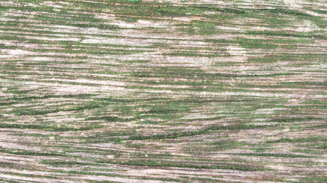 Textura de madera desgastada con restos de pintura verde