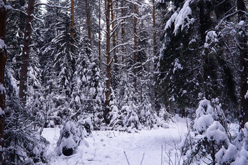 Fototapeta premium The forest is covered with snow. Frost and snowfall in the park. Winter snowy frosty landscape.