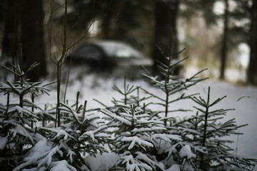 Fototapeta premium Winter snowy frosty landscape. The forest is covered with snow. Frost and fog in the park.