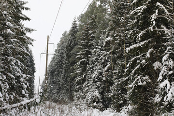 Fototapeta premium Winter snowy frosty landscape. The forest is covered with snow. Frost and fog in the park.