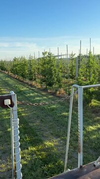 Towed gardening platform moves between rows of apple trees in a farm orchard. Rear part of the platform is visible. Rows of apple trees stretch into the distance. Vertical video