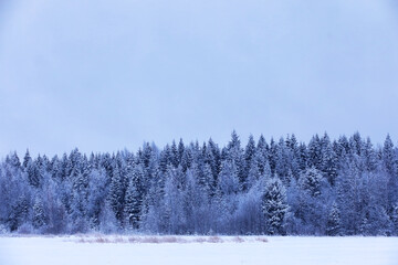 Fototapeta premium The forest is covered with snow. Frost and snowfall in the park. Winter snowy frosty landscape.