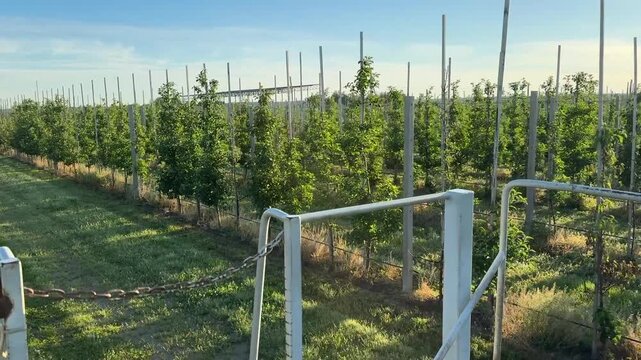 Towed gardening platform moves between rows of apple trees in a farm orchard. Rear part of the platform is visible. Rows of apple trees stretch into the distance