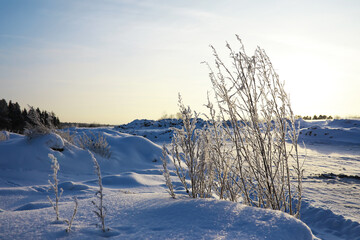 Fototapeta premium Winter snowy frosty landscape. The forest is covered with snow. Frost and fog in the park.
